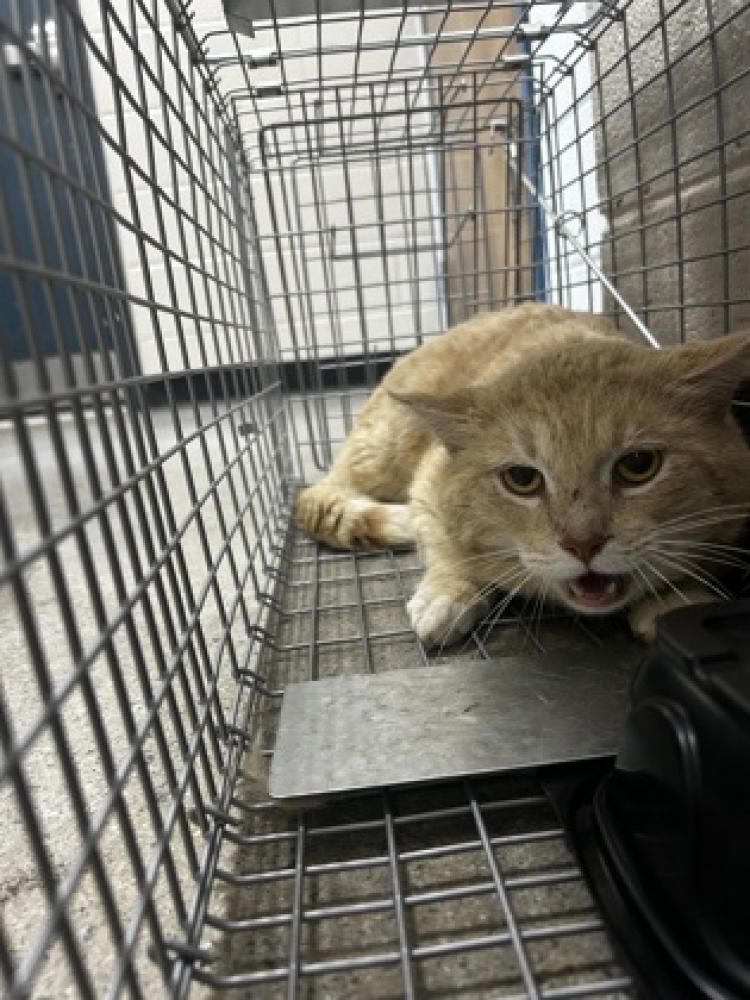 Shelter Stray Male Cat last seen Temple, GA 30179, Carrollton, GA 30117