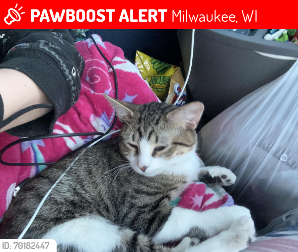 Lost Male Cat last seen Near n 55th , Milwaukee, WI 53210