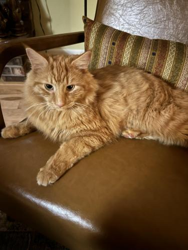 Lost Male Cat last seen Camelot Court in Lebanon NJ, Lebanon, NJ 08833