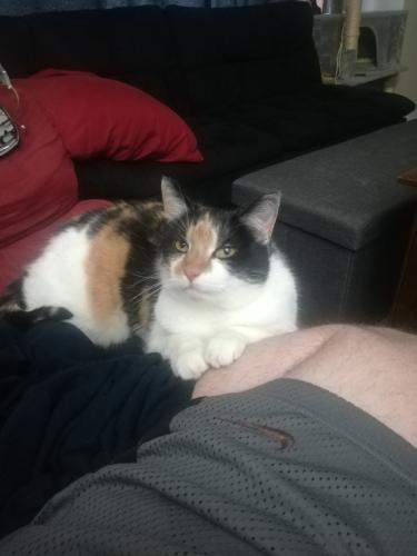 Lost Female Cat last seen Clifford ave akron, Akron, OH 44306