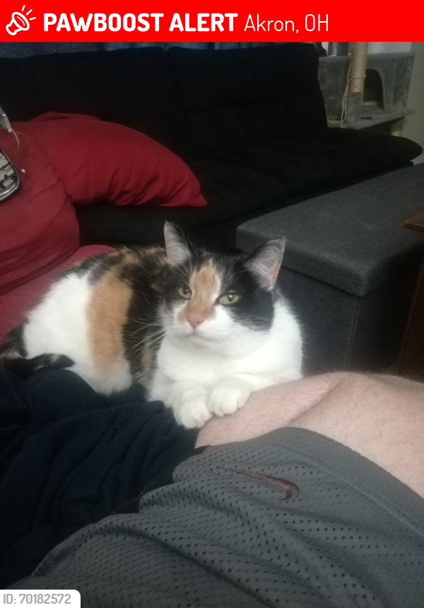 Lost Female Cat last seen Ravenswood and Neville off of archwood area last seen by, Akron, OH 44306