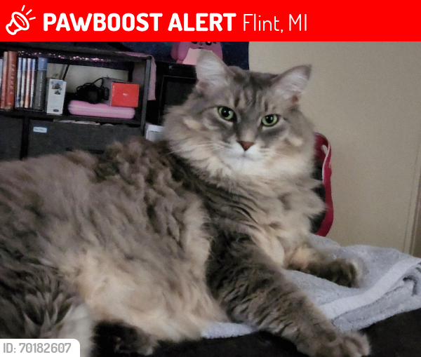 Lost Male Cat last seen Fisherman's Cove and Maple Rd, Flint, MI 48507