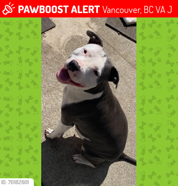 Lost Female Dog last seen DTES Vancouver BC , Vancouver, BC V6A 4J8