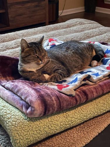 Lost Female Cat last seen Isherwood and Cary , Goose Creek, SC 29445