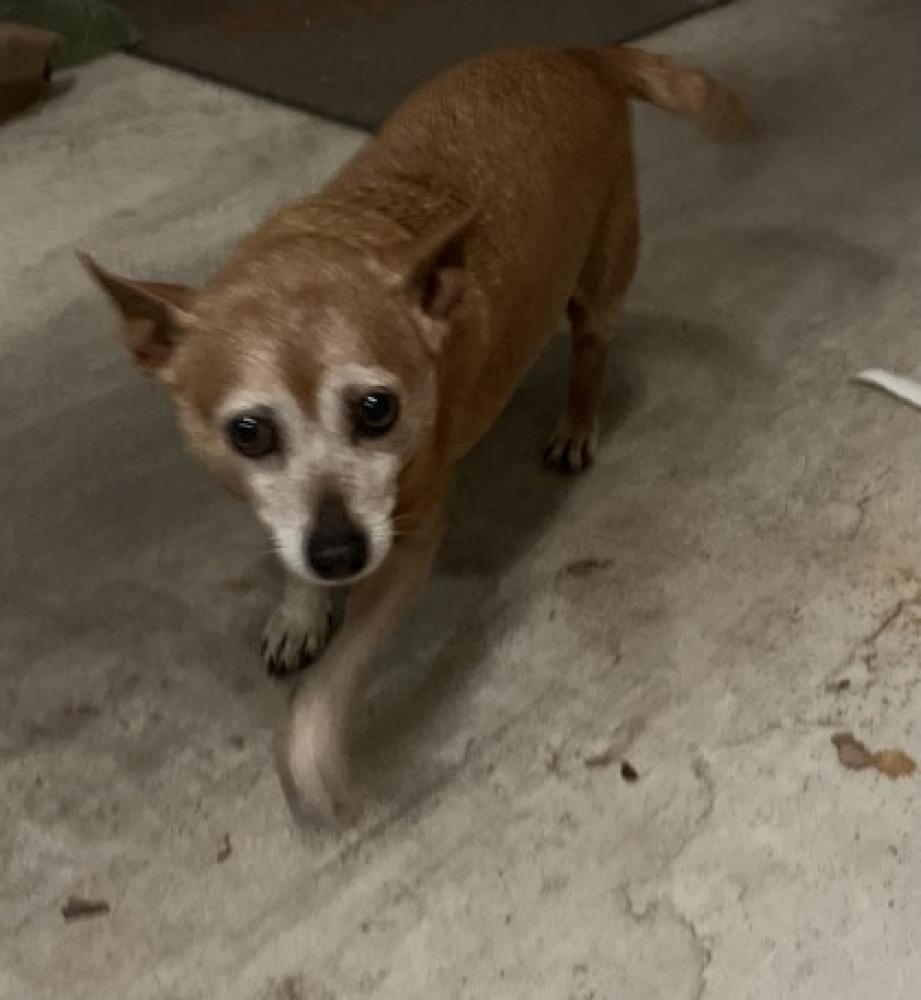 Shelter Stray Male Dog last seen San Antonio, TX 78258, San Antonio, TX 78229