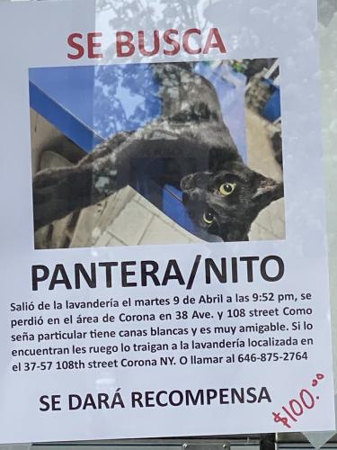 Lost Female Cat last seen 108st 39th Ave Corona NY 11368, Queens, NY 11368