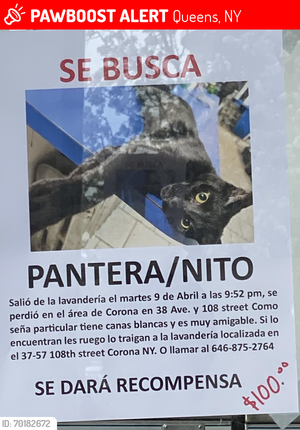 Lost Female Cat last seen 108st 39th Ave Corona NY 11368, Queens, NY 11368