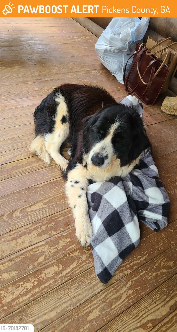 Pickens County, GA Stray Male Dog Found Near Burnt Mointain Rd and ...