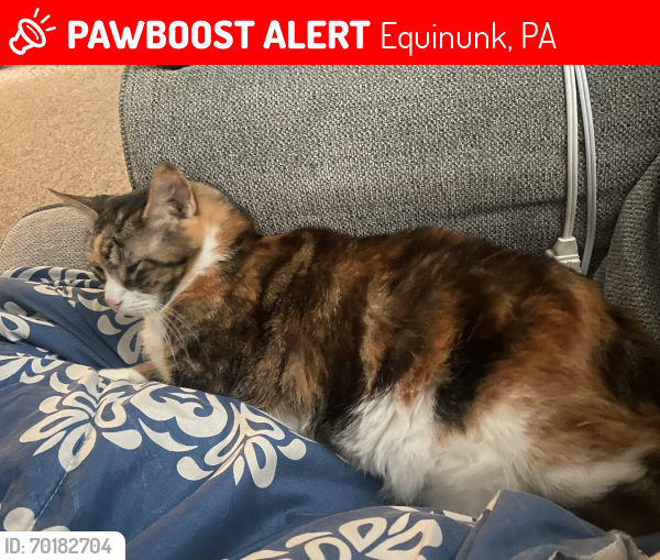 Lost Female Cat last seen Gross Ave Manchester pa 17345, Equinunk, PA 18417