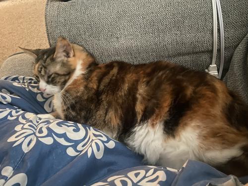 Lost Female Cat last seen Gross Ave Manchester pa 17345, Equinunk, PA 18417