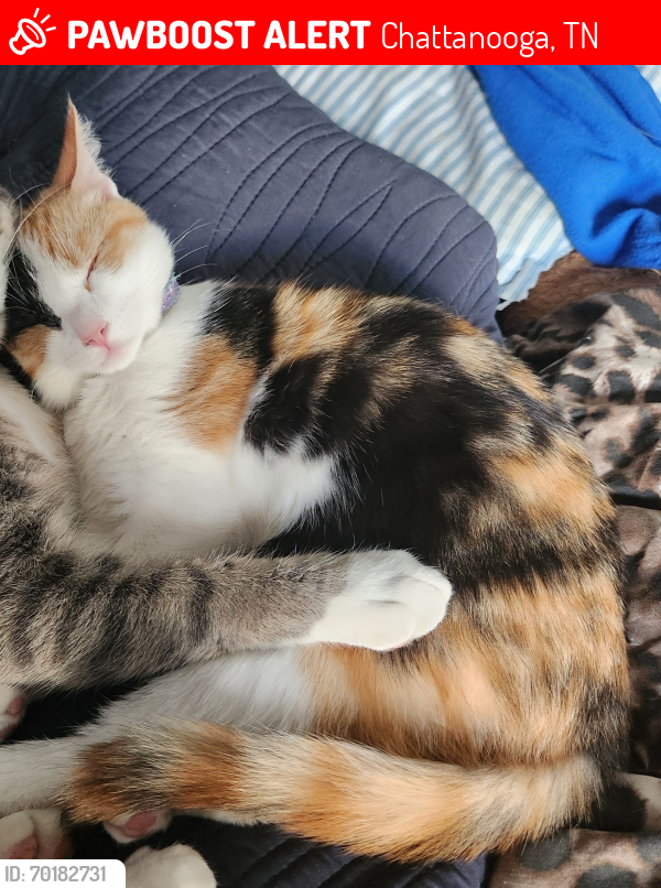 Lost Female Cat last seen 3rd St and N. Holly st, Chattanooga, TN 37404