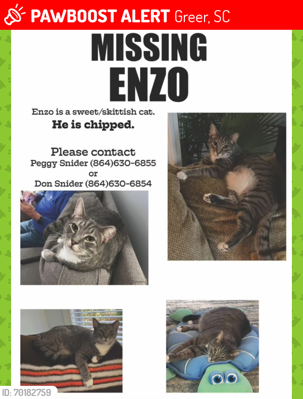 Lost Male Cat last seen Hudson rd Baucom park , Greer, SC 29650
