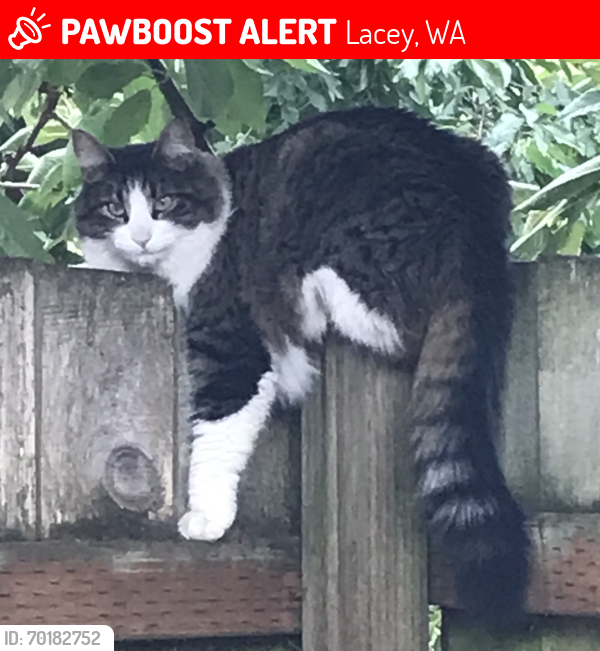 Lost Male Cat last seen Lake Forest Dr SE  Lacey WA , Lacey, WA 98503