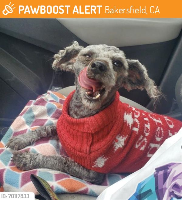 Shelter Stray Female Dog last seen WILDERNESS PARK, HARRIS/WILDERNESS, BAKERSFIELD, Bakersfield, CA 93307