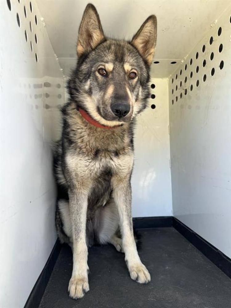 Shelter Stray Female Dog last seen Near BLK CHASE AV, BAKERSFIELD CA, Bakersfield, CA 93307