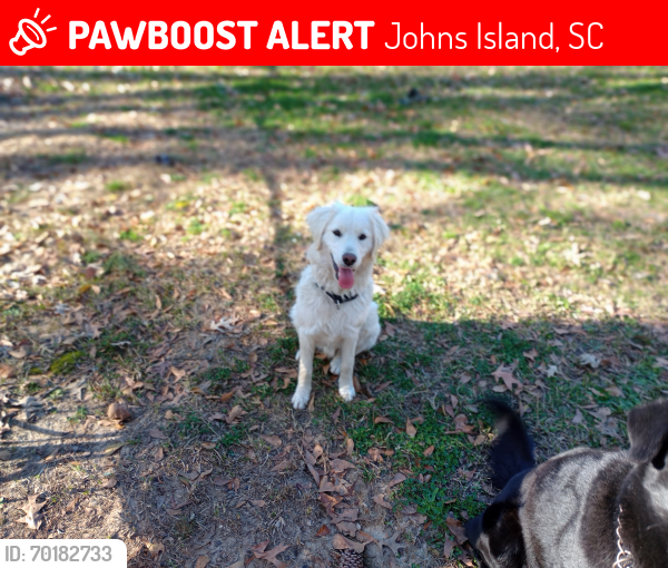 Lost Male Dog last seen Hughes Rd. Johns Island SC 29455, Johns Island, SC 29455