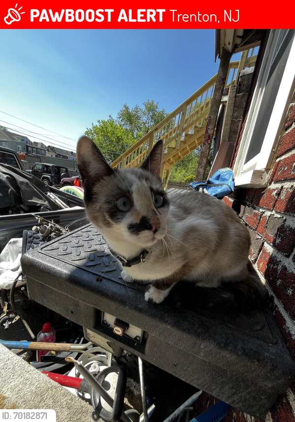 Lost Female Cat last seen Near Garfield Ave Trenton NJ, Trenton, NJ 08609