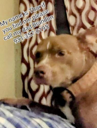 Lost Male Dog last seen Willow Grove Hwy, Willow Grove, TN 37183