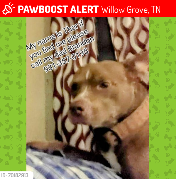 Lost Male Dog last seen Willow Grove Hwy, Willow Grove, TN 37183