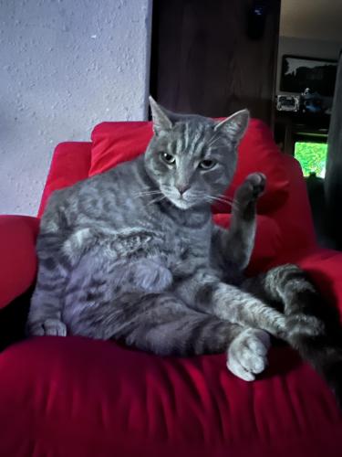Lost Male Cat last seen By andy riggs rd, Polk County, OR 97347