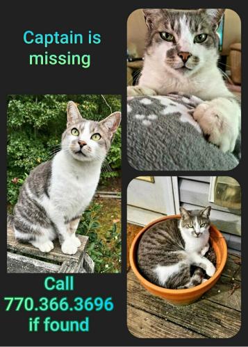 Lost Male Cat last seen Bobo Rd, Dallas, GA, Dallas, GA 30132