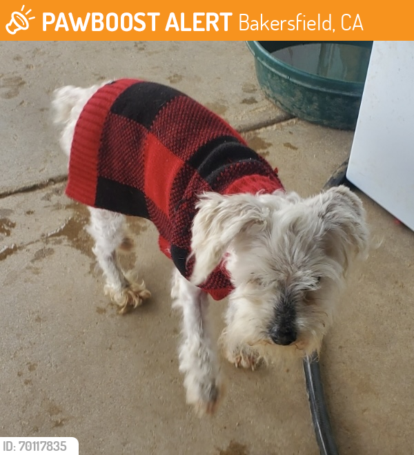 Shelter Stray Male Dog last seen WILDERNESS PARK, HARRIS/WILDERNESS, BAKERSFIELD, Bakersfield, CA 93307