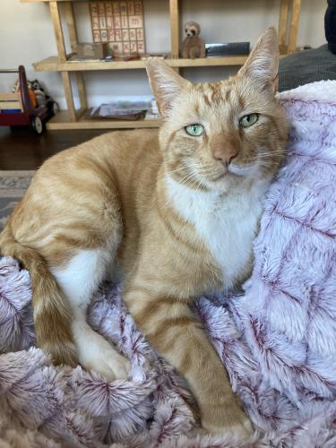 Lost Male Cat last seen At Richland Rd Sw and Roce Dr Sw, Atlanta, GA 30310