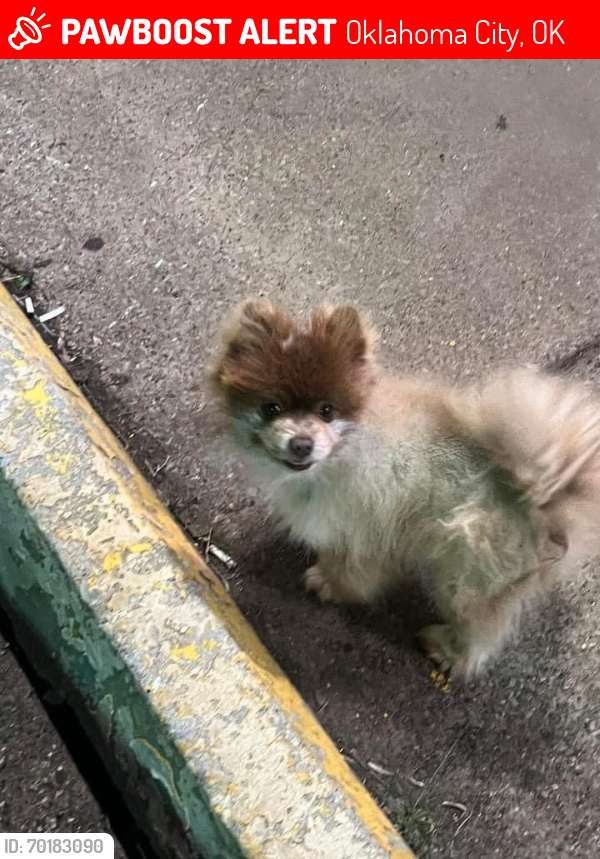Lost Female Dog last seen Portland Meridian , Oklahoma City, OK 73107