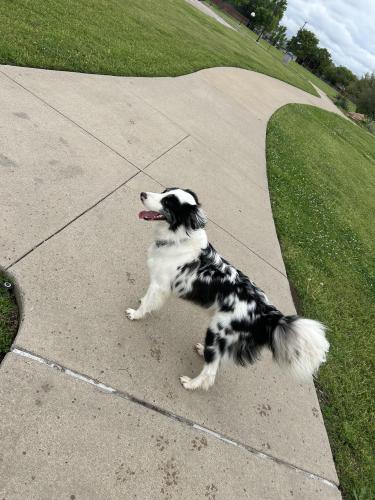 Found/Stray Unknown Dog last seen Bryant Elementary, Arlington, TX 76018