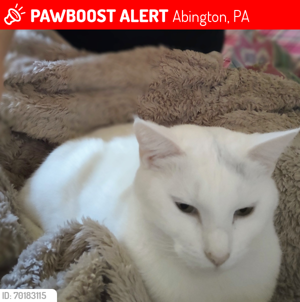 Lost Female Cat last seen Radcliffe and Johnston , Abington, PA 19001
