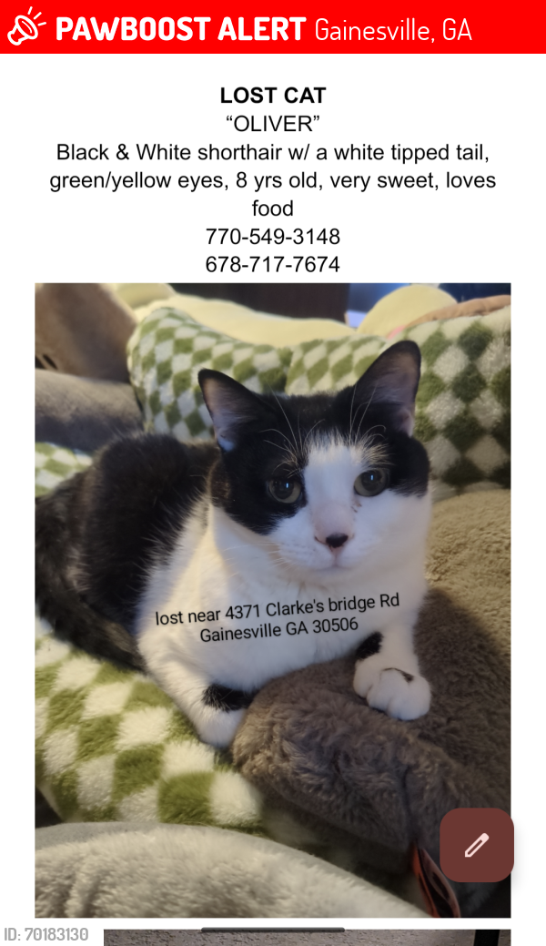 Lost Male Cat last seen N Browning Bridge Rd, Gainesville, GA 30506