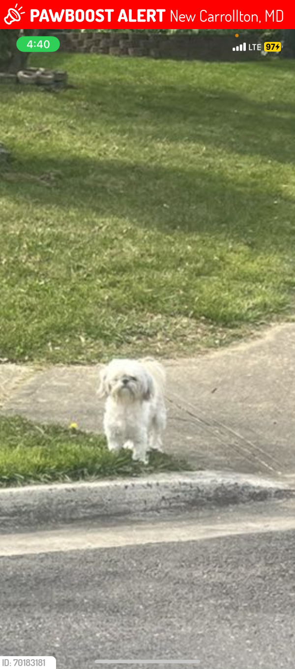 Lost Male Dog last seen 85th and Madison Avenue , New Carrollton, MD 20784