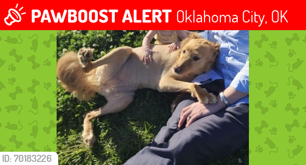 Lost Female Dog last seen N. Western & 80th, Oklahoma City, OK 73114