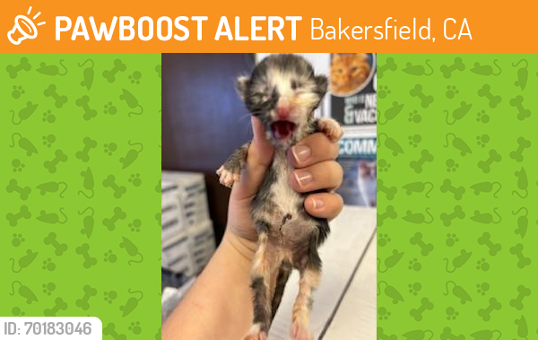 Shelter Stray Female Cat last seen Near BLOCK LANSING DR BLOCK, BAKERSFIELD, CA, Bakersfield, CA 93307