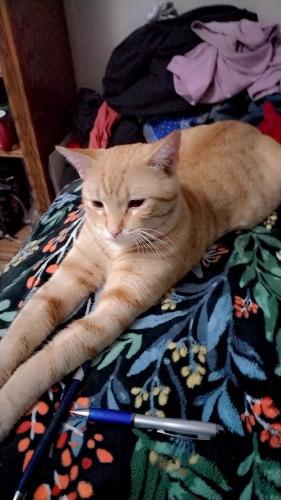 Lost Male Cat last seen  tomah ave and  Indiana , Porterville, CA 93257