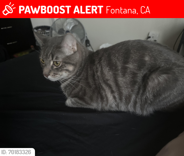 Lost Male Cat last seen Near Citrus Ave, Fontana CA, Fontana, CA 92335