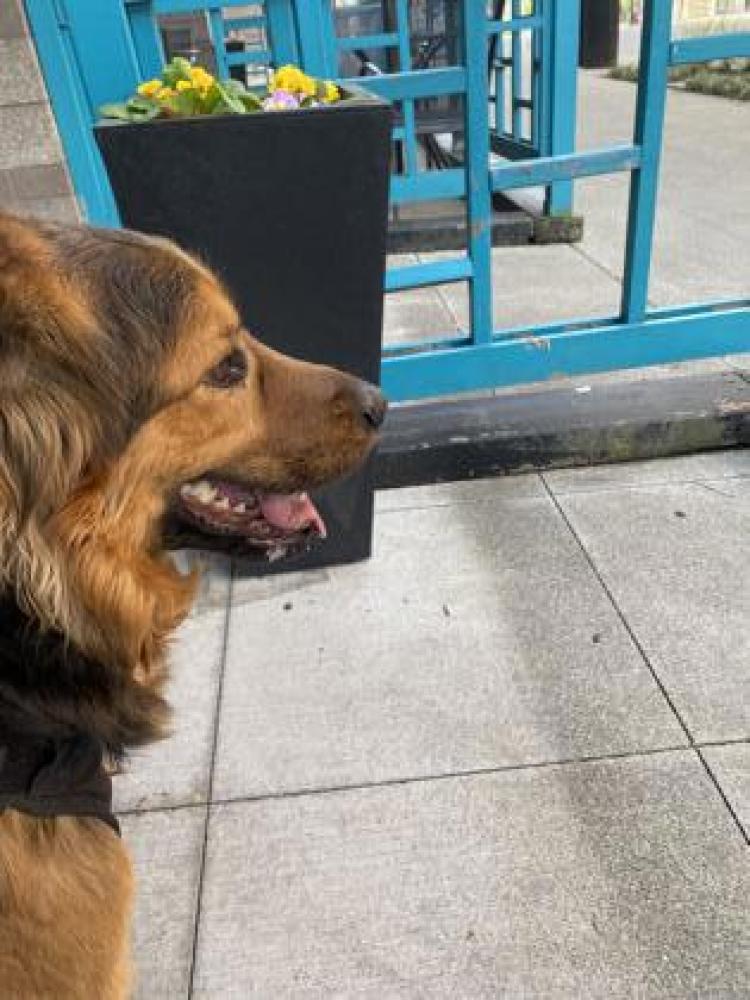 Shelter Stray Male Dog last seen Seattle, WA 98118, Seattle, WA 98119