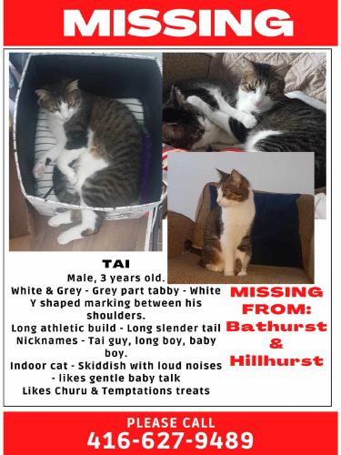 Lost Male Cat last seen Bathurst and eglington, Toronto, ON M5N