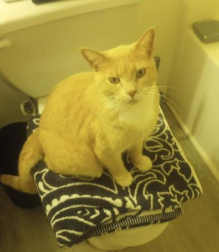 Lost Male Cat last seen Lower bethany rd , Ball Ground, GA 30107
