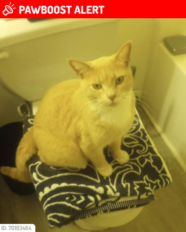 Lost Male Cat last seen Lower bethany rd , Ball Ground, GA 30107