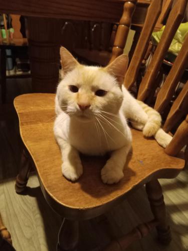 Lost Male Cat last seen At .. , Youngstown, OH 44502