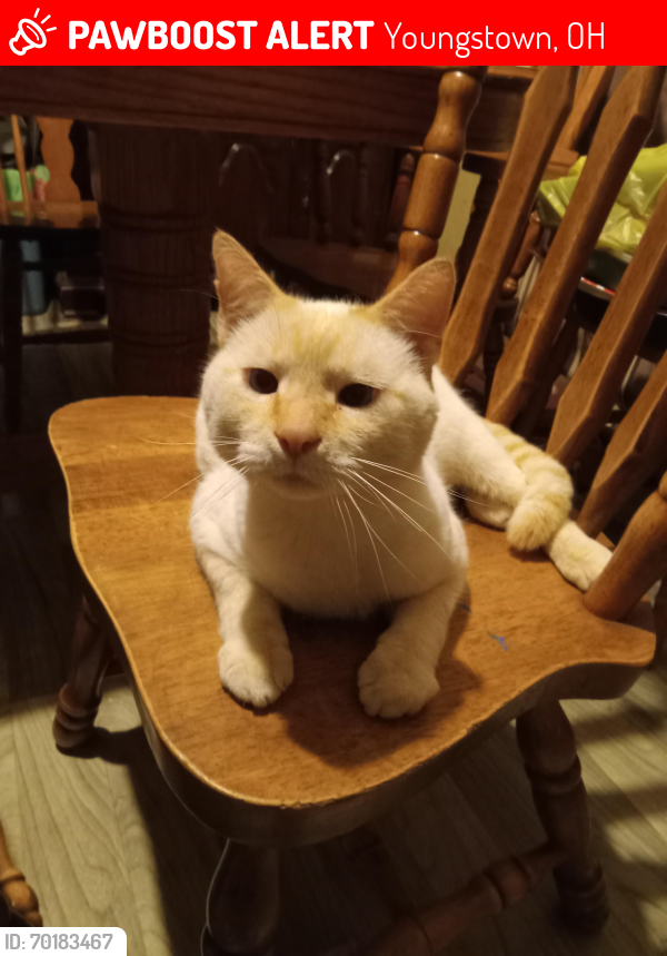 Lost Male Cat last seen At .. , Youngstown, OH 44502