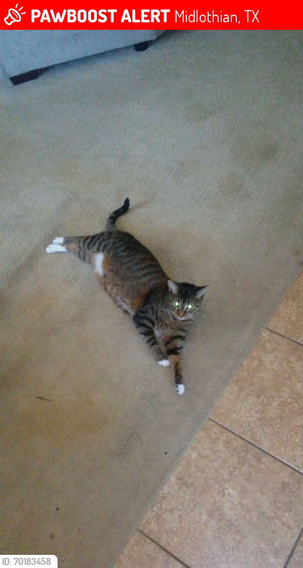 Midlothian TX Lost Female Cat Beth Is Missing PawBoost