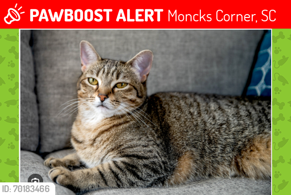 Lost Male Cat last seen Near mc corcel, Moncks Corner, SC 29461