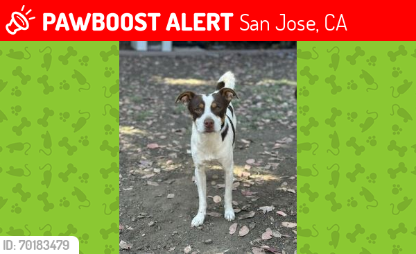 Lost Male Dog last seen McLaughlin and Tully , San Jose, CA 95121