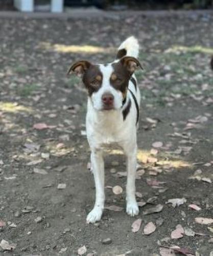 Lost Male Dog last seen McLaughlin and Tully , San Jose, CA 95121