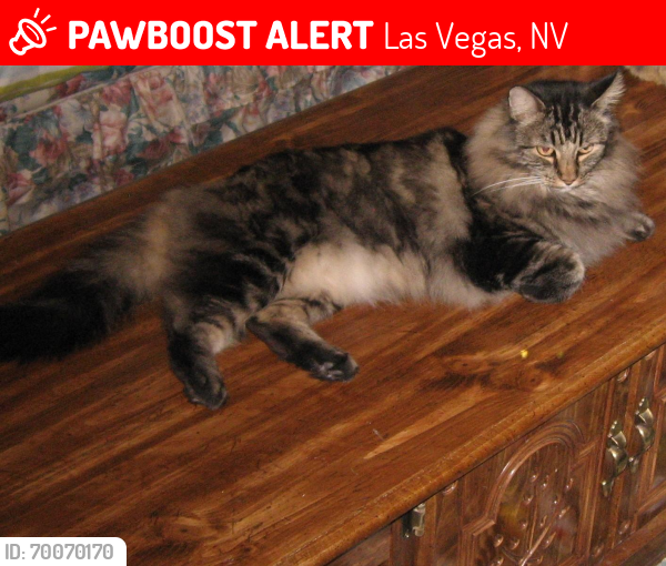 Lost Male Cat last seen He lives on Fresh Meadows Lane. Cross streets Washington & Torrey Pines, Las Vegas, NV 89108