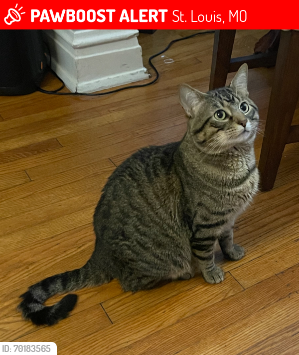 St. Louis, MO Lost Male Cat, Mochi Is Missing PawBoost