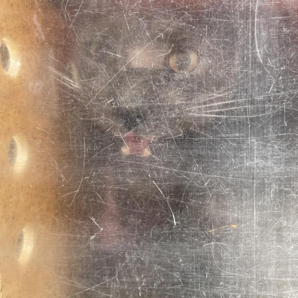 Shelter Stray Male Cat last seen , Philadelphia, PA 19140