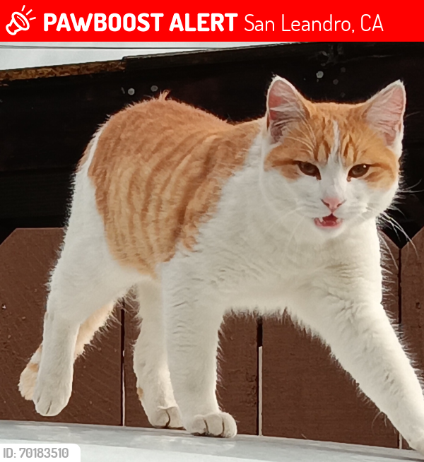 Lost Male Cat last seen San Leandro, San Leandro, CA 94577
